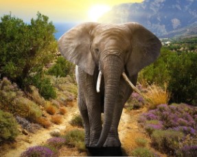 Crafts en Co Diamond Painting Canvas Olifant 40 x 50 cm